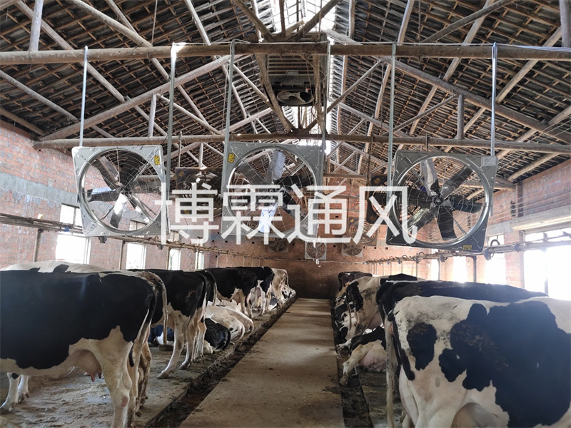  上海牛舍大排扇